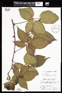 Rubus recurvans image