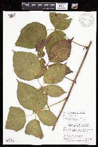 Rubus recurvans image