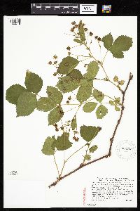 Rubus regionalis image