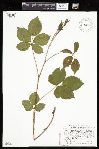 Rubus regionalis image