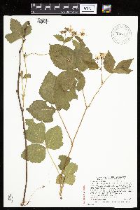 Rubus regionalis image