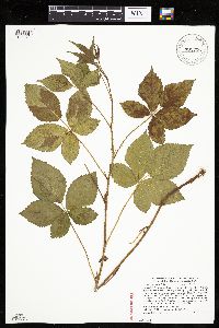 Rubus regionalis image