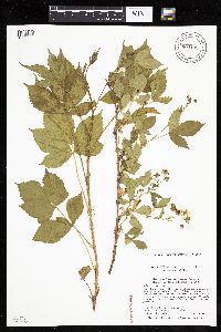 Rubus regionalis image