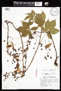 Rubus regionalis image