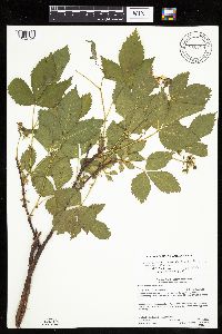 Media resource of Rubus regionalis