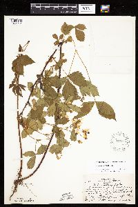Rubus regionalis image