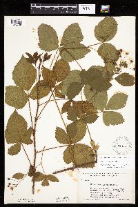 Rubus regionalis image