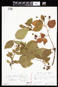 Rubus rosa image