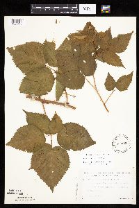 Rubus rosa image
