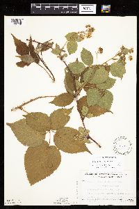Rubus rosa image