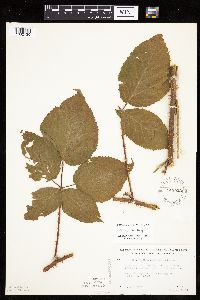 Media resource of Rubus rosa