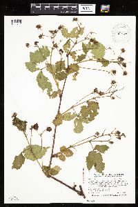 Rubus rosa image