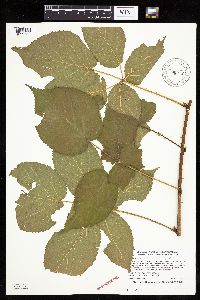 Rubus rosa image