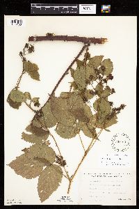 Rubus rosa image