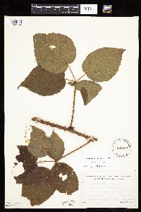Rubus rosa image