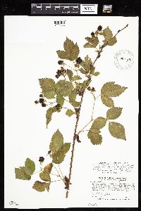 Rubus satis image