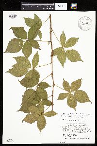 Rubus satis image