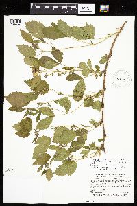 Rubus satis image