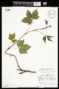 Rubus satis image