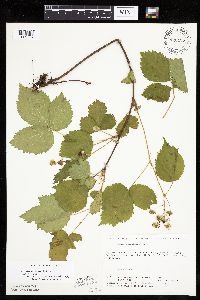 Rubus satis image