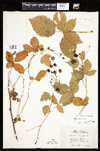 Rubus satis image