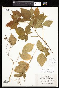 Rubus satis image
