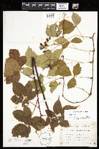 Rubus satis image