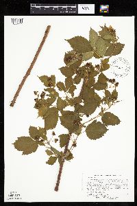 Rubus satis image