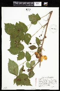 Rubus satis image