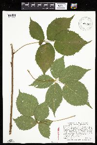Rubus satis image