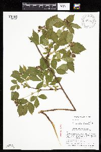 Media resource of Rubus satis