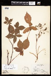Media resource of Rubus semisetosus