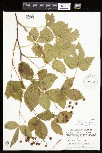Rubus groutianus image