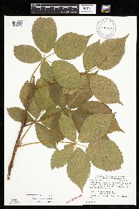 Rubus groutianus image