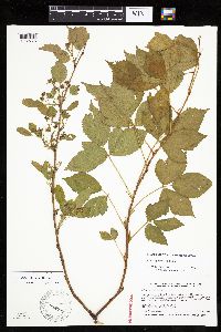 Rubus uniformis image