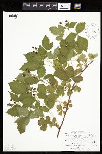 Rubus steelei image
