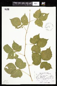 Rubus steelei image