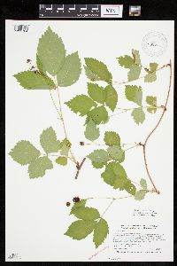 Rubus steelei image