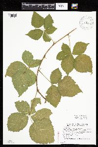 Rubus steelei image