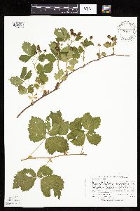 Rubus steelei image