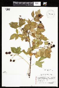 Rubus steelei image