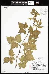 Rubus steelei image