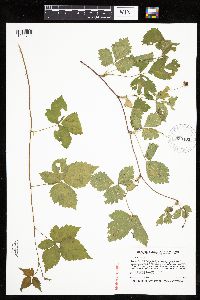 Rubus steelei image