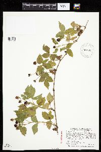 Rubus steelei image