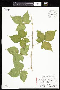 Rubus steelei image