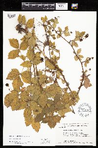 Media resource of Rubus steelei