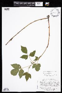 Media resource of Rubus stipulatus