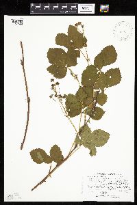 Rubus superioris image