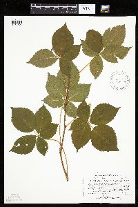 Rubus superioris image