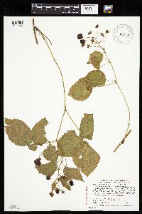 Rubus superioris image